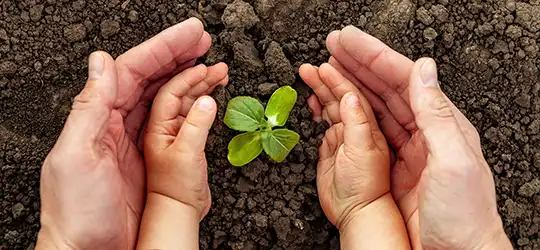 adult and child hands around a seedling