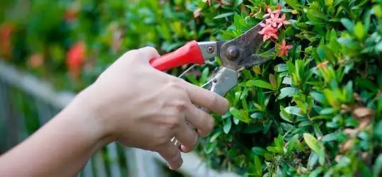 Pain-free gardening: A surgeon’s top three tips for injury prevention