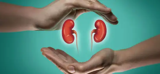 hands holding kidneys