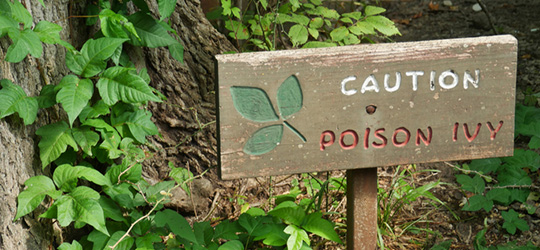 Learn the plants to avoid during outdoor exploration